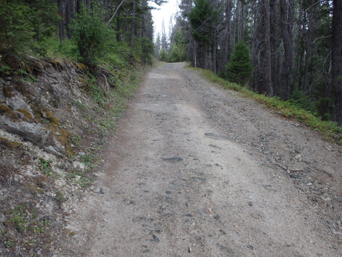 GDMBR: One can see the wet spots and dry spots under the trees.